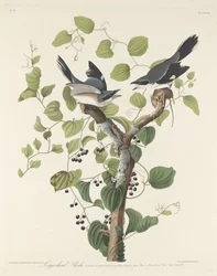 Ťuhýk americký, 1829
