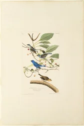 Samec Indigo Bird