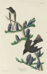 Mucholapka olivová, 1833.