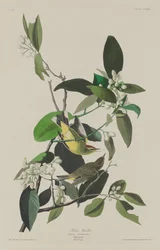 Palmový pěnice, 1833.