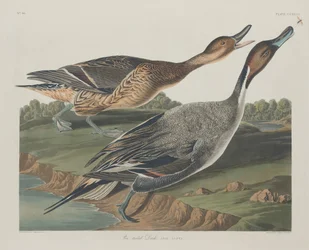 Kachna špičatoocasá, 1834.