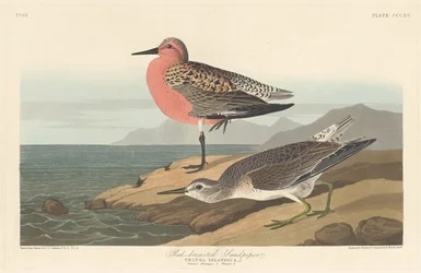 Jespák rudoprsý, 1836.