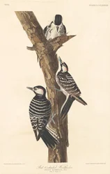 Datel červenohlavý, 1837