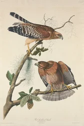 Jestřáb s červenými rameny, 1829.
