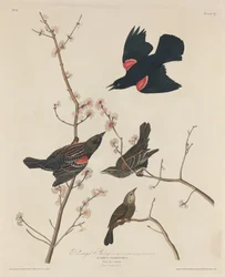 Špaček rudokřídlý, 1829.
