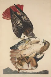 Káně rudoocasá, 1829.