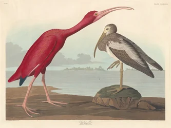 Ibis šarlatový, 1837.