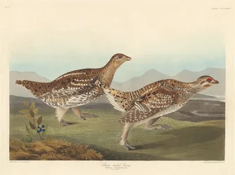 Tetřívek ostroocasý, 1837