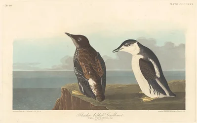Guillemot štíhlozobý, 1838.