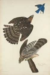 Stanley Hawk, 1828.