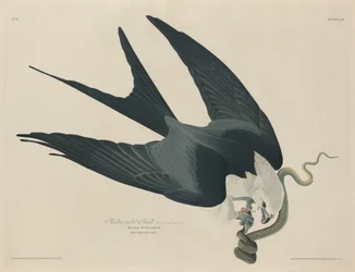 Luňák vlaštovčí, 1829.