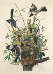 Mocking Bird, 1827.
