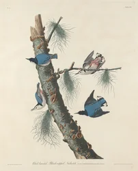 Brhlík běloprsý černotemenný, 1832.