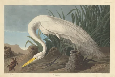 Bílá volavka, 1837.