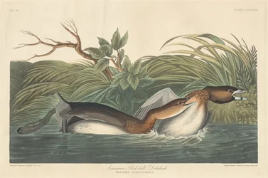 Americký Pied-Bill Dobchick