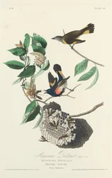 Americký Redstart