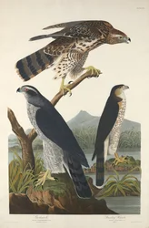 Goshawk a Stanley Hawk