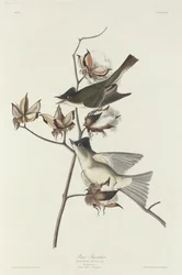 Mucholapka Pewita