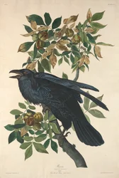Havran