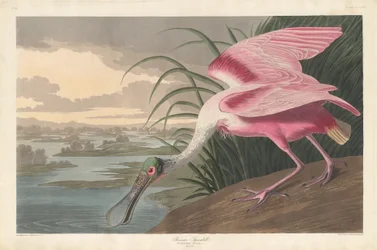 Spoonbill růžový