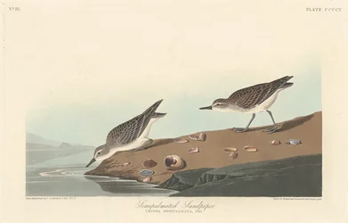 Sandpiper polopalmovaný