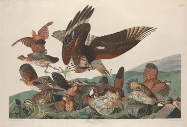 Virginian Partridge