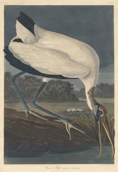 Dřevěný Ibis