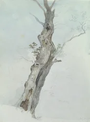 Tree Study, cca 1800-05 (wc nad grafitem na papíře)