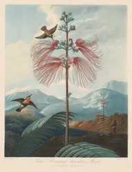 Chrám flóry nebo zahrada přírody: velká kvetoucí citlivá rostlina