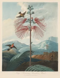 Chrám flóry nebo zahrada přírody: Velká kvetoucí citlivá rostlina, 1799-1807.