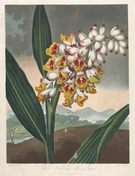 The Temple of Flora, or Garden of Nature: The Nodding Renealmia, 1801.