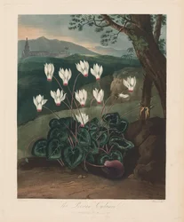 Chrám Flóry nebo zahrada přírody: Perský Cyclamen, 1799-1807.