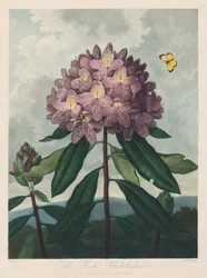 Chrám Flóry nebo zahrada přírody: Pontský rododendron, 1799-1807.