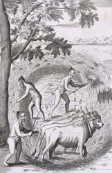 Způsob šlapání rýže, z hospody An Historical Relation of the Island Ceylon. 1681 rytina