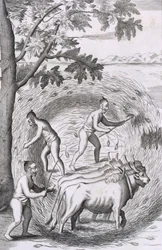 Způsob šlapání jejich rýže, hospoda. 1681.