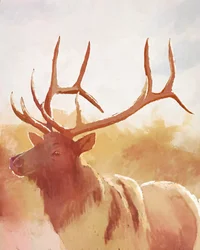 Bull Elk, 2023 (digitální)