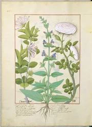 Zimolez, šalvěj a růže, ilustrace z knihy The Book of Simple Medicines od Mattheau Platearius 133v