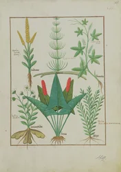 Ms Fr. Fv VI #1 fol.125r Horní řada: V první řadě: kukuřice, Equisetum a Labruscae flos. Spodní řada: F: Sedmikráska, Jarus a majoránka, ilustrace z knihy The Simple Book of Medicines, Mattheaus Platearius (zemř. asi 1161), asi 1470.