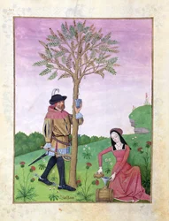 Paní Fr. Fv VI #1 fol.162v Kreslení mízy ze stromu, Ilustrace z „Knihy jednoduchých léků“ od Mattheaua Platearia (d.c.1161) c.1470 (vellum)