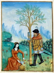 Balzám Recolation. Muž shromažďuje pryskyřici neboli seve, vytékající ze stromu (Flora: balsamier), používanou v lékařství, zatímco žena ji dává do sudu. Miniatura v „Knize jednoduchých lékařů““ (Folio 187v) v.1520-1530. Enlumine by Testard Tap