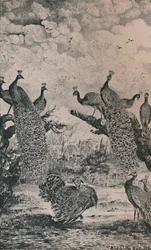 Pávi, 1869, 1946