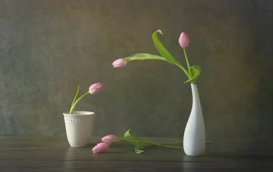 Zátiší s elegantními růžovými tulipány