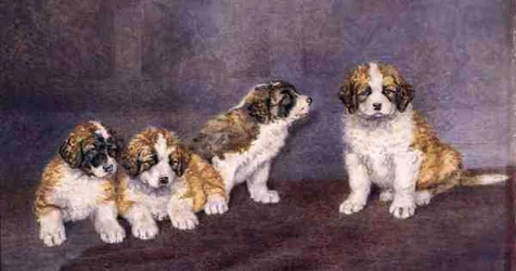 Štěňata v radě (akvarel na papíře)