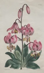 Botanický časopis nebo květinová zahrada zobrazeny: Martagon hladkostopý, lilie turecká
