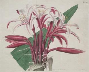Botanický časopis nebo Květná zahrada zobrazeny: Majestátní Crinum