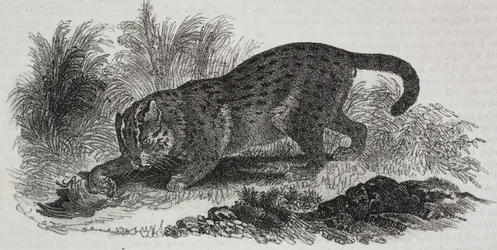 Sumatran kissa, litografia Salvatore Puglia, Poliorama Pittoresco, n:o 47, 1. heinäkuuta