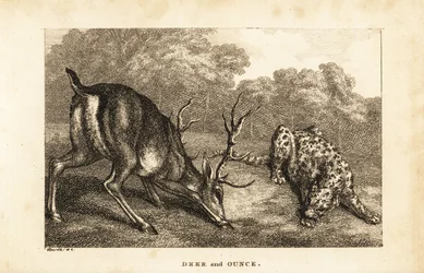 Setkání mezi jelenem Cervus elaphus a sněžným leopardem Panthera uncia