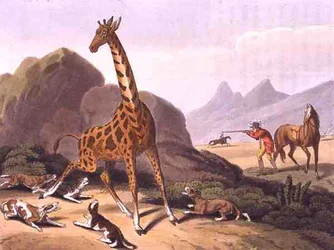 Hunting the Camelopard, vyryl Matthew Dubourg (fl.1785-1820), vydal Edward Orme