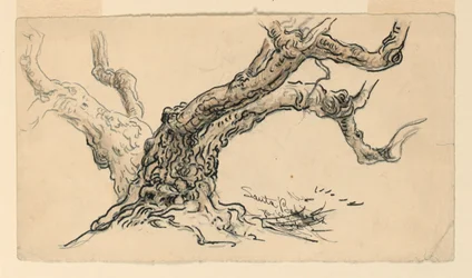 Kreslení, náčrty. Platany, Santa Barbara, Kalifornie, asi 1888