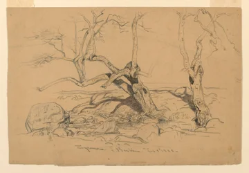 Kresba, studie. Stromy, Santa Barbara, Kalifornie, 3. února 1888